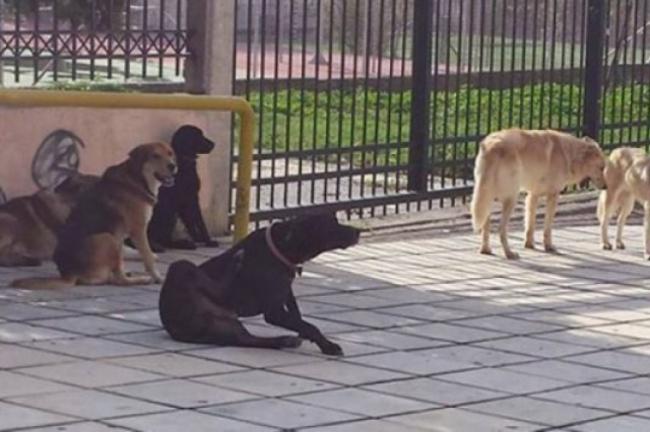 Την περισυλλογή των δεσποζόμενων σκύλων από τους ιδιοκτήτες τους επισημαίνουν θεσμικοί φορείς της Ελασσόνας